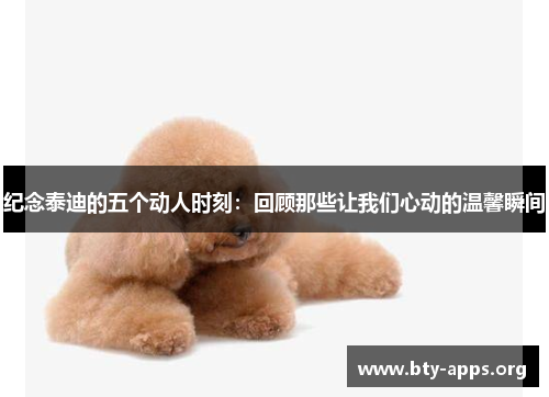 纪念泰迪的五个动人时刻:回顾那些让我们心动的温馨瞬间 纪念泰迪的五个动人时刻:回顾那些让我们心动的温馨瞬间